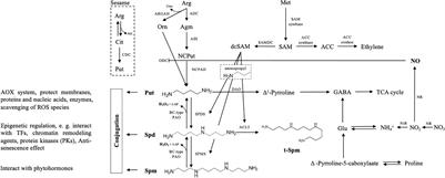 Polyamine: A Potent Ameliorator for Plant Growth Response and Adaption to Abiotic Stresses Particularly the Ammonium Stress Antagonized by Urea